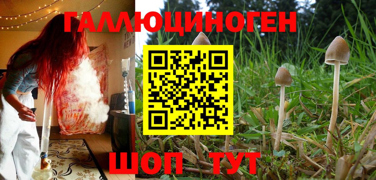 Псилоцибиновые грибы GOLDEN TEACHER Дедовск
